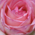 Różowo - biały - Róże rabatowe floribunda - Honoré de Balzac
